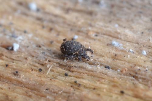 Hermannia sp.